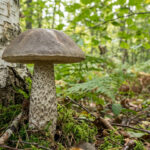 Un bolet rude (Leccinum scabrum) avec un chapeau brun gris et un pied écailleux blanc, poussant au pied d'un bouleau dans une forêt verdoyante.