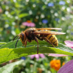 Gros plan sur un frelon européen aux rayures jaunes et noires, posé sur une feuille verte. Une échinacée violette est visible en partie.