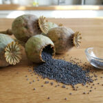 Graines de pavot noires débordant d'une capsule séchée sur une table en bois, avec d'autres capsules et une cuillère.