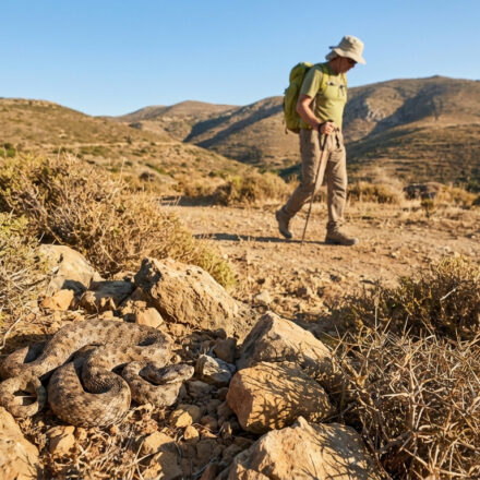 Une vipère aspic camouflée sur des rochers au premier plan, tandis qu'un randonneur marche sur un sentier aride en arrière-plan.