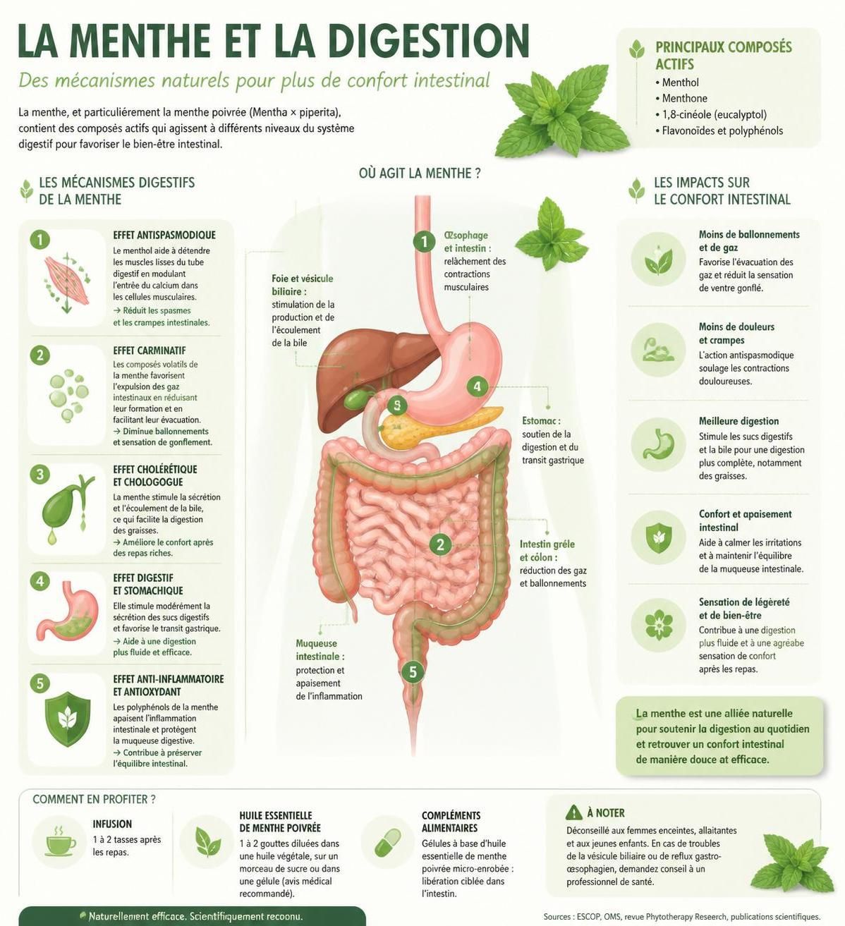 découvrez les bienfaits digestifs de la menthe, ses propriétés médicinales et ses nombreuses utilisations pour améliorer votre santé et votre bien-être au quotidien.