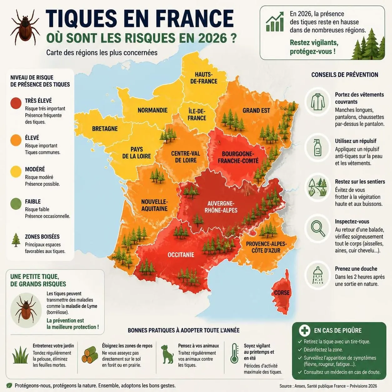 découvrez les risques réels liés à une tique mal enlevée, comment prévenir la maladie de lyme et le geste sûr pour retirer une tique efficacement.