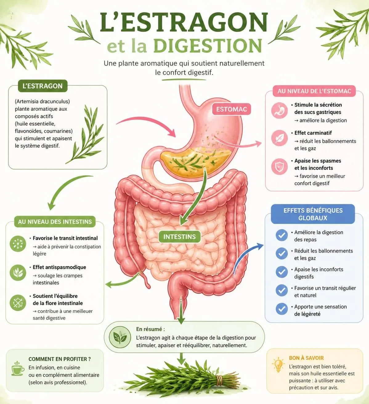 découvrez les bienfaits médicinaux méconnus de l'estragon et apprenez comment l'intégrer facilement dans votre routine quotidienne pour améliorer votre santé.
