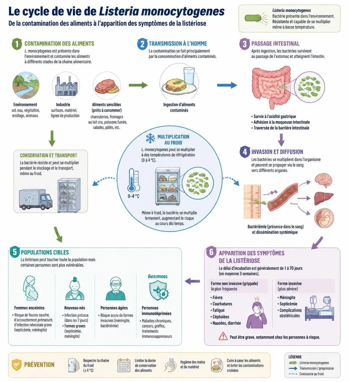découvrez les aliments à risque de listériose, les premiers symptômes à surveiller et les populations les plus vulnérables pour mieux prévenir cette infection alimentaire.