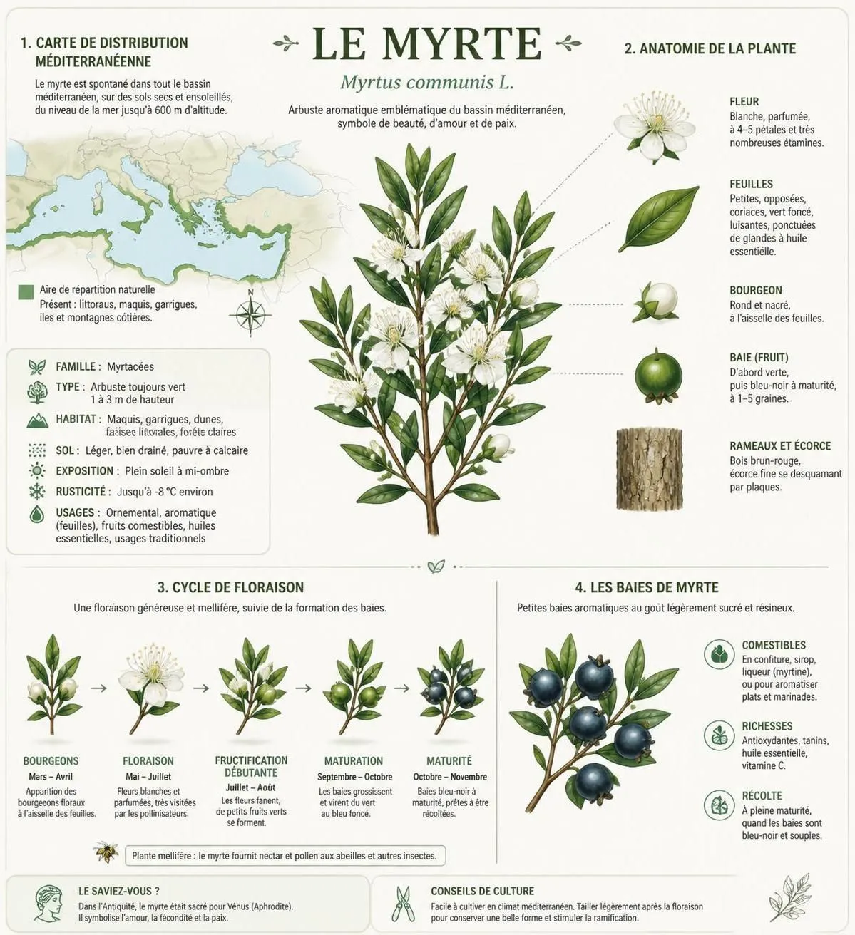 découvrez les propriétés médicinales méconnues du myrte, une plante méditerranéenne aux nombreux bienfaits pour la santé et le bien-être.