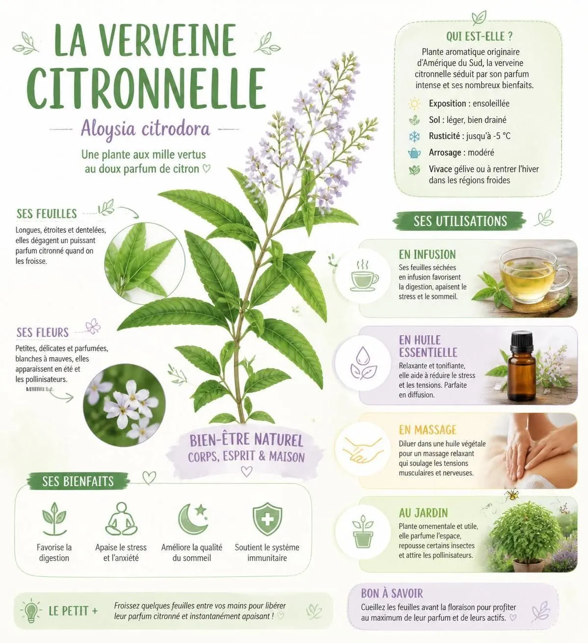 découvrez les bienfaits de la verveine citronnelle pour améliorer le sommeil, faciliter la digestion et réduire le stress naturellement.